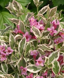 My Monet® weigela