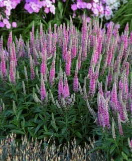 'Pink Potion' spike speedwell