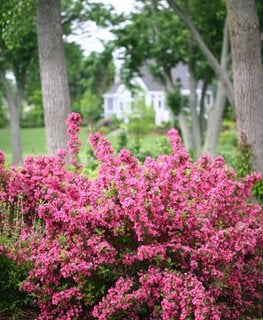 Sonic Bloom® Pink weigela