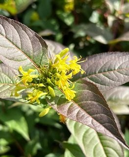Southern Bush Honeysuckle