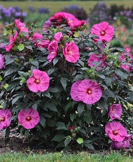 Summerific Berry Awesome Hibiscus, Pink Flower, Rose Mallow
Proven Winners
Sycamore, IL