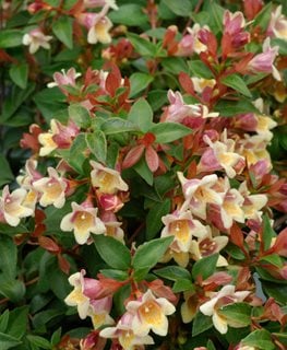 SUNNY ANNIVERSARY ABELIA