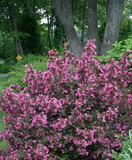 Wine & Roses® weigela