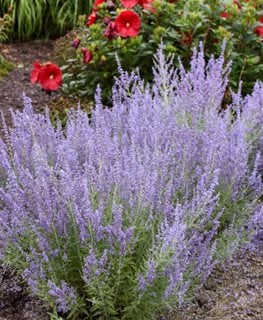 DENIM 'N LACE RUSSIAN SAGE