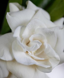 'MYSTERY' GARDENIA