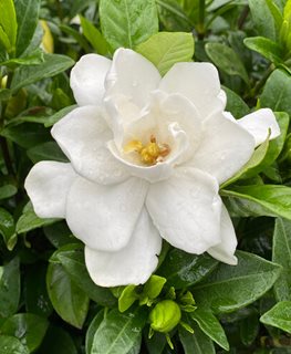PILLOW TALK GARDENIA