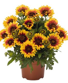 SPINTOP STARBURST BLANKET FLOWER