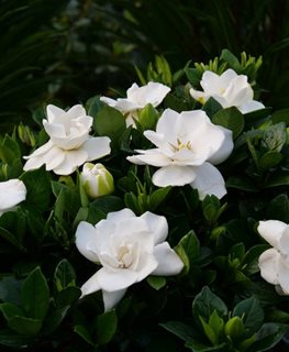 STEADY AS SHE GOES GARDENIA