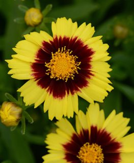 YELLOW & RED TICKSEED COREOPSIS