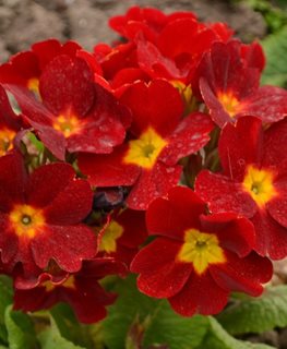 Crescendo Bright Red Primrose, Primula X Polyantha
Shutterstock.com
New York, NY