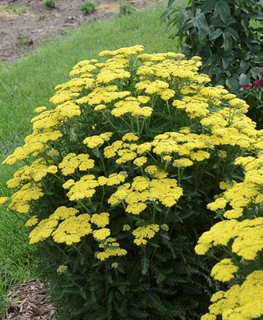 'FIREFLY SUNSHINE' YARROW