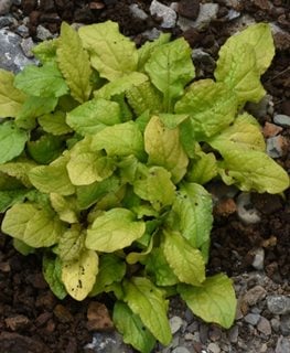 Feathered Friends™ ‘Tropical Toucan’ bugleweed