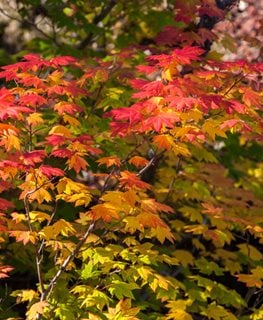 Vine maple tree in fall