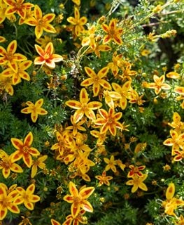 Blazing Star Bidens
Shutterstock.com
New York, NY