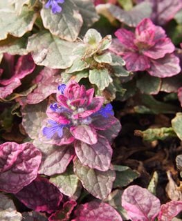 'Burgundy Glow' bugleweed