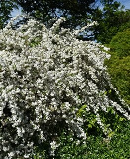 Fuzzy Deutzia, Deutzia Scabra
Shutterstock.com
New York, NY