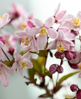 Nikko Blush Deutzia, Deutzia X Rosea
Shutterstock.com
New York, NY