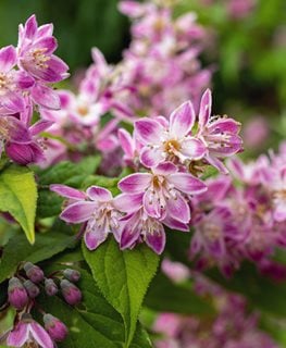 Raspberry Sundae Deutzia, Deutzia Hybrid
Shutterstock.com
New York, NY