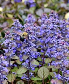 'Bronze Beauty' bugleweed