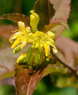 Northern Bush Honeysuckle