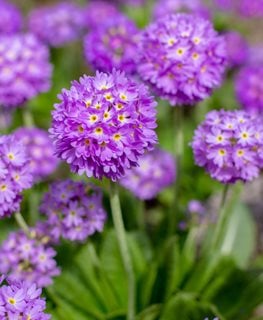 Drumstick Primula, Primula Denticulata
Shutterstock.com
New York, NY