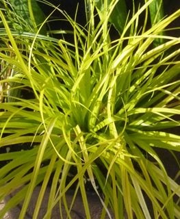 'Everillo' Sedge