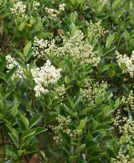 Glossy Privet
