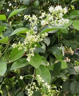 Japanese Privet