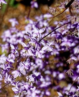 Lavender Mist Meadow Rue