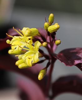 'Nightglow' Diervilla