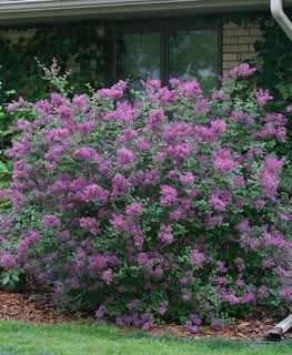 purple flowering bushes