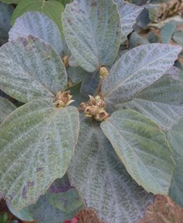 Blue Shadow Fothergilla, Fothergilla X Intermedia
Shutterstock.com
New York, NY