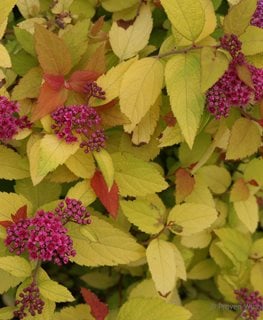 DOUBLE PLAY CANDY CORN SPIREA