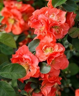 DOUBLE TAKE PEACH FLOWERING QUINCE