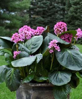 Miss Piggy Bergenia, Heartleaf Bergenia
Proven Winners
Sycamore, IL