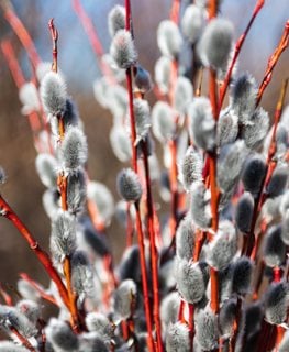 Pussy willow branches