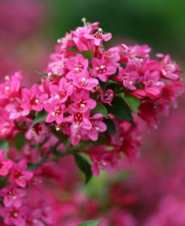 Summer shop flowering shrubs