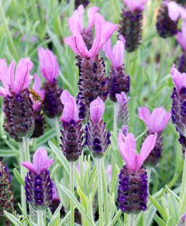 Anouk Spanish Lavender, Lavandula Stoechas
Shutterstock.com
New York, NY