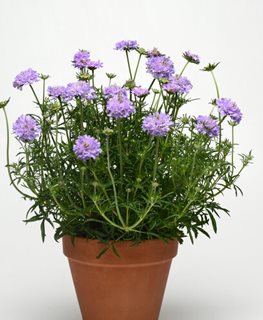 Flutter Deep Blue Scabiosa, Pincushion Flower
Proven Winners
Sycamore, IL