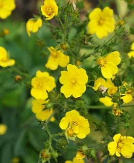 Gold Drop Potentilla, Potentilla Fruticosa, Shrubby Cinquefoil
Shutterstock.com
New York, NY