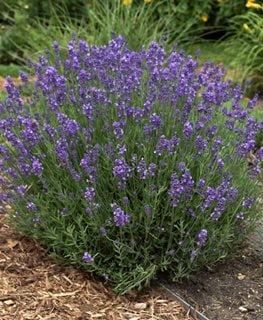 Hidcote Lavender, Lavandula Angustifolia 'hidcote'
Walters Gardens