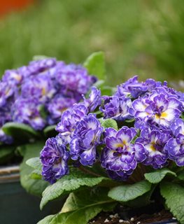 Primula Bouquet Blue Ripples Primrose, Double Primrose, Primula Vulgaris
Proven Winners
Sycamore, IL