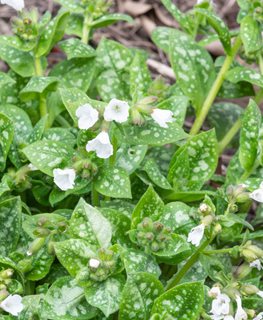 Sissinghurst White Pulomonaria, Pulmonaria Officinalis
Shutterstock.com
New York, NY