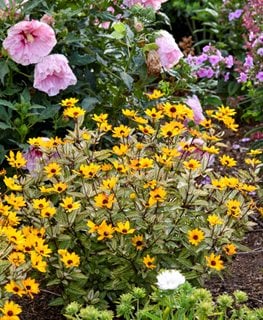 'Touch of Blush' False Sunflower