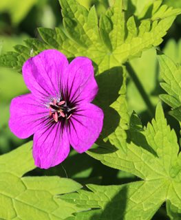 Geranium 'Ann Folkard', trailing geranium with magenta flowers and chartreuse foliage