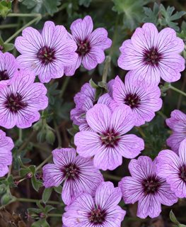 Geranium 'Ballerina' hardy geranium with pale pink flowers and dark veining