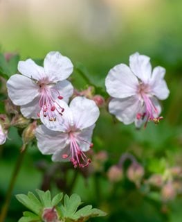 Geranium 'Biokovo' with white flowers and pink stamens