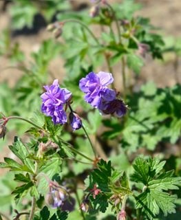 'Birch Double' geranium