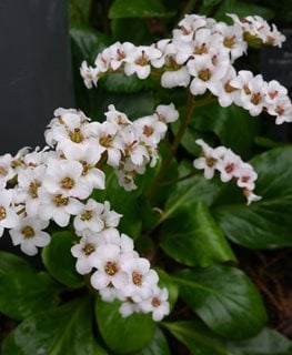 Bressingham White Bergenia, Bergenia Hybrid
Shutterstock.com
New York, NY