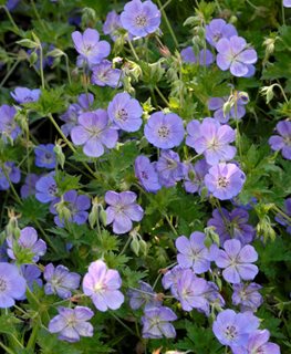 Geranium 'Rozanne'
